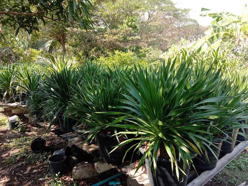อภิชาติพันธุ์ไม้อยุธยา(Apichat Plants)