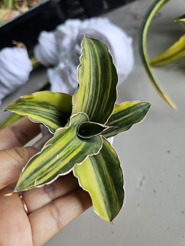อภิชาติพันธุ์ไม้อยุธยา(Apichat Plants) - 2