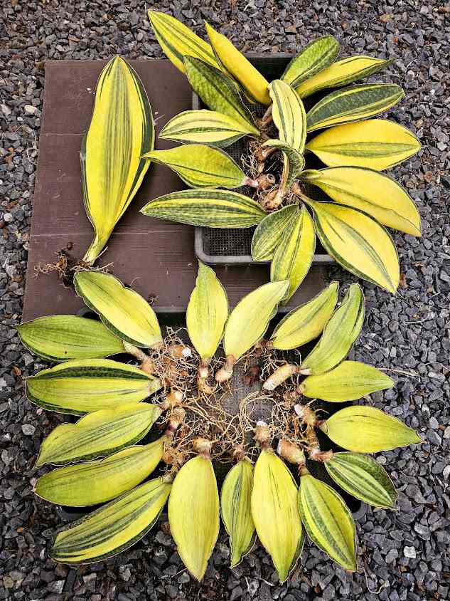 อภิชาติพันธุ์ไม้อยุธยา(Apichat Plants) - 3
