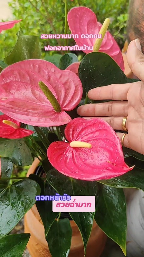 อำมฤตพันธุ์ไม้ - 3