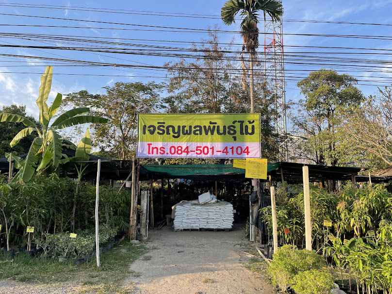 เจริญผลพันธุ์ไม้ เชียงใหม่