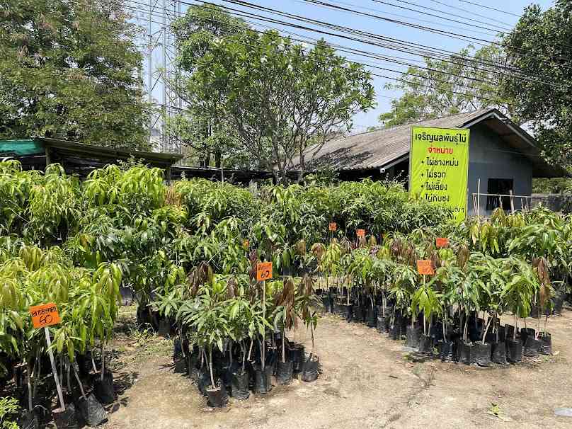 เจริญผลพันธุ์ไม้ เชียงใหม่ - 2