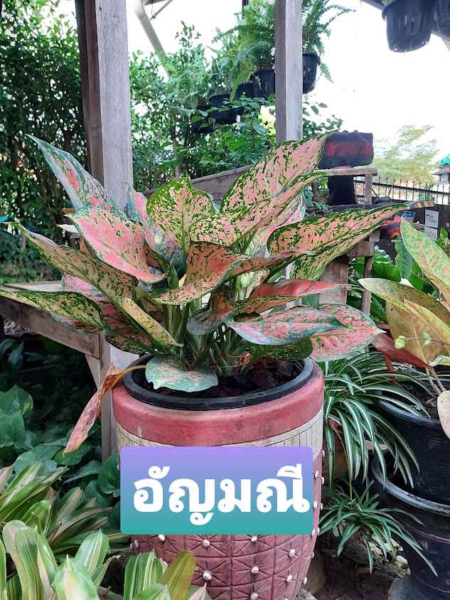 เจ้ตุ้กบ้านไม้ประดับ - 3