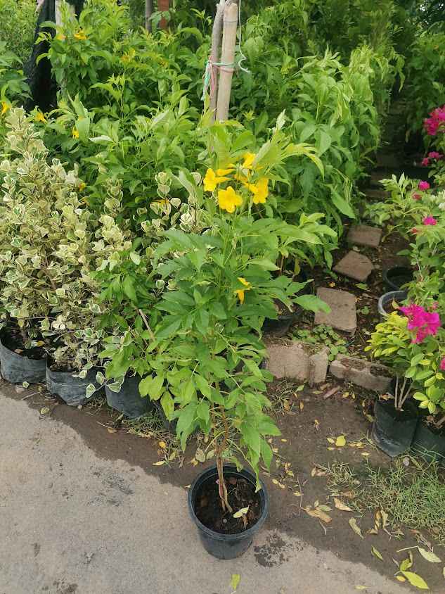 เจ้อวดพันธุ์​ไม้​ บุรีรัมย์​ - 3