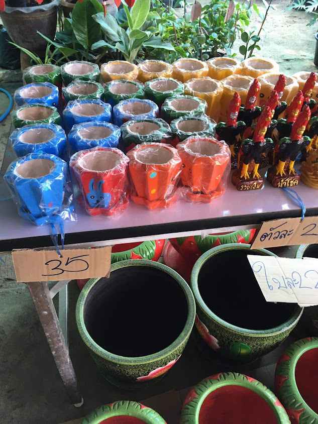 เจ้อวดพันธุ์​ไม้​ บุรีรัมย์​ - 4