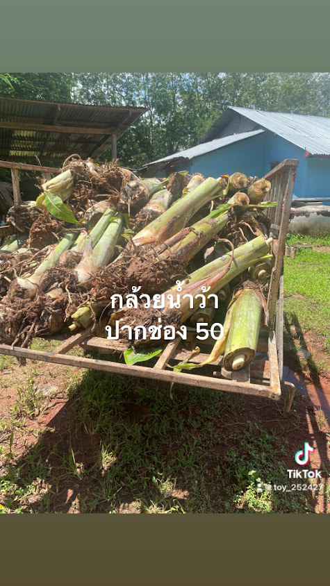 เดชา พันธุ์ไม้ จ.บึงกาฬ - 2