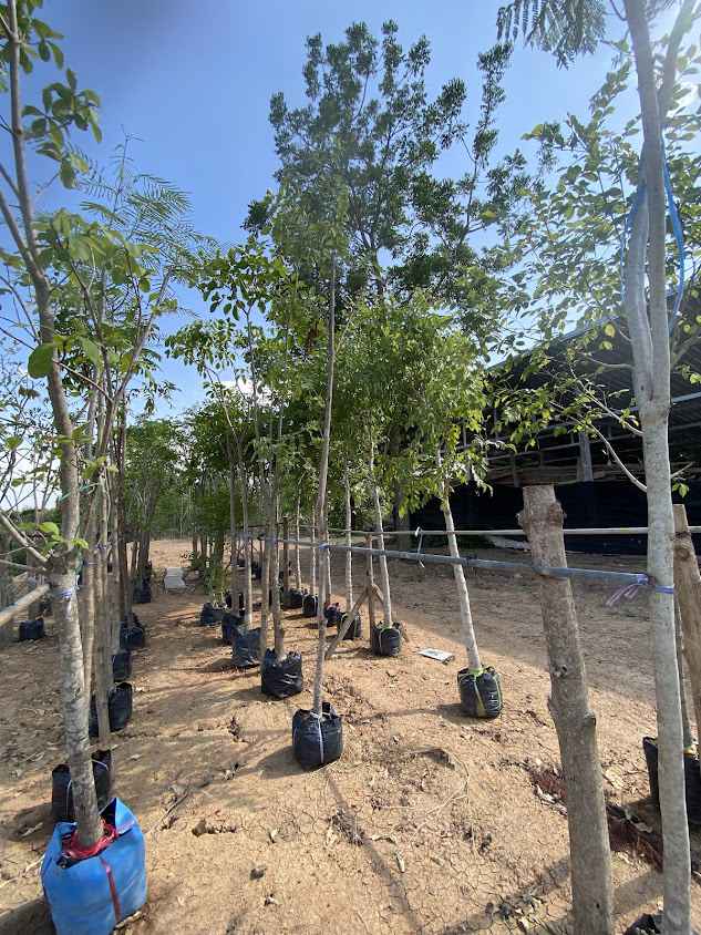 Dear Ka Nut Garden (plant shop gardening equipment) - 3