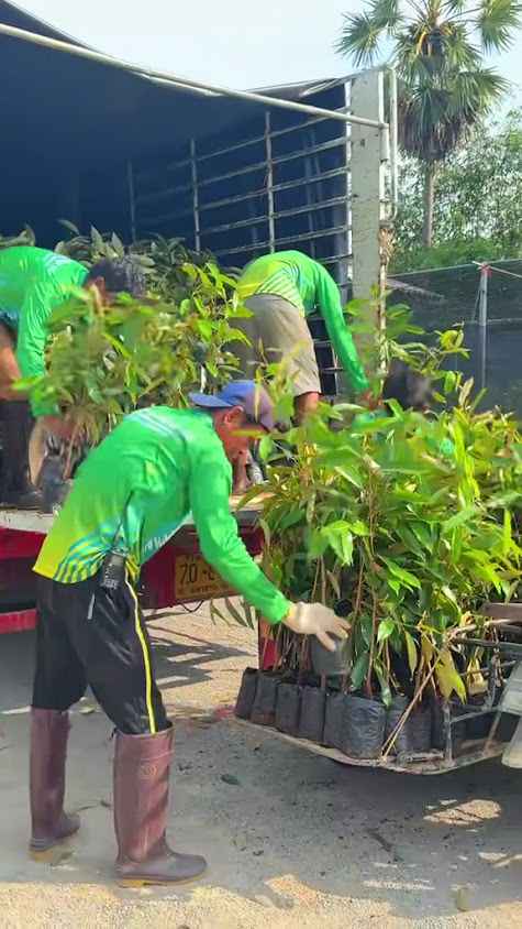 เบิร์ดพันธุ์ไม้ สาขา3 ขายต้นไม้ - 2