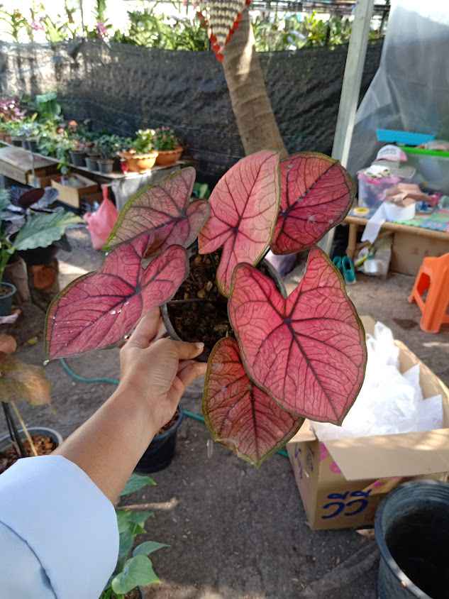 เพชรพันธุ์ไม้ - 2