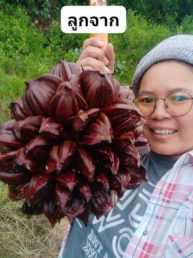 เมล็ด​พันธุ์​ดี ​เกษตร​วิถี​ไทย​