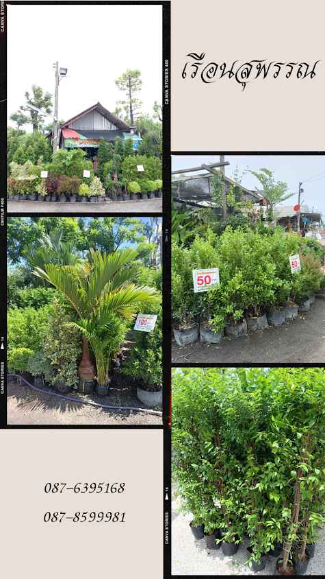 เรือนสุพรรณ ตลาดต้นไม้กุดกว้าง - 2