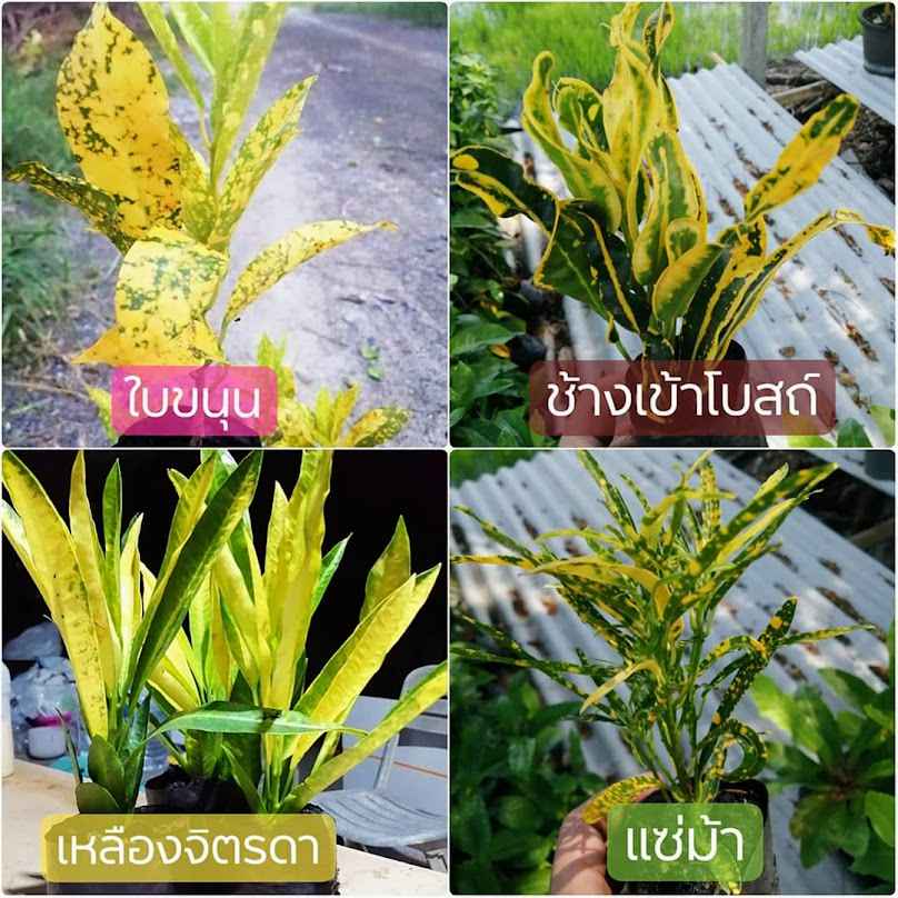 เอพันธุ์ไม้ประดับ 9 บาท - 4