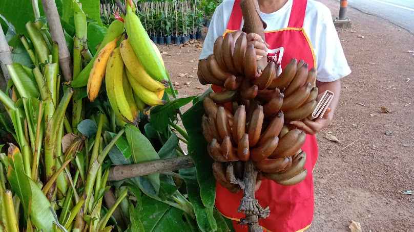 แม่ปราณีพันธุ์ไม้​ ศาลาลำดวน​ - 4