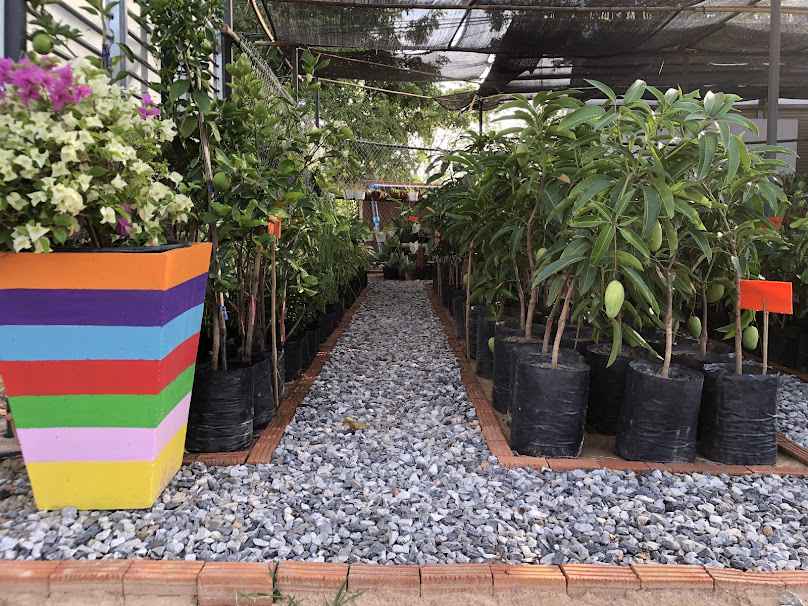 แสนดีพันธุ์ไม้ Trees Flowers Mahasarakham - 2