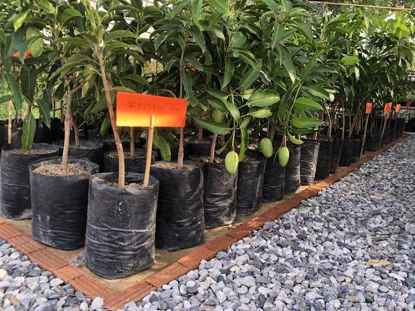 แสนดีพันธุ์ไม้ Trees Flowers Mahasarakham - 4