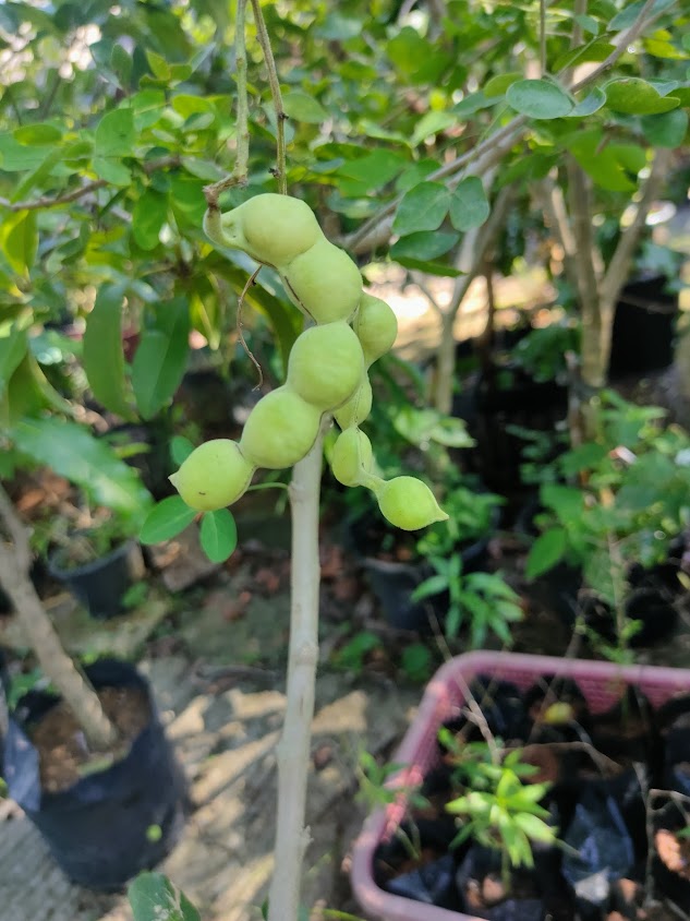 โกแอ๊ดพันธุ์ไม้ ตลาด อตก.ตรัง - 2