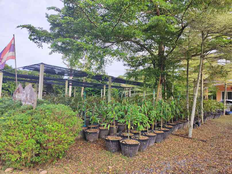 โครงการถนนสายต้นไม้สวยคู่เมืองปราจีนบุรี - 3