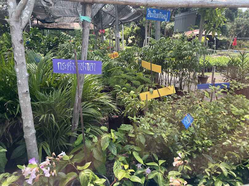 โซนร้านขายต้นไม้หนองขอน - 2