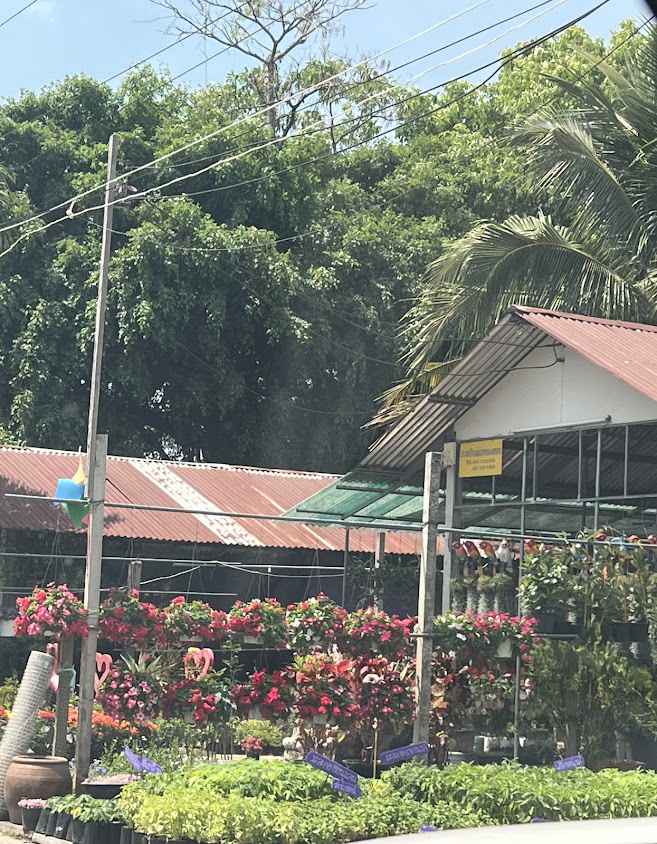 โซนร้านขายต้นไม้หนองขอน - 3
