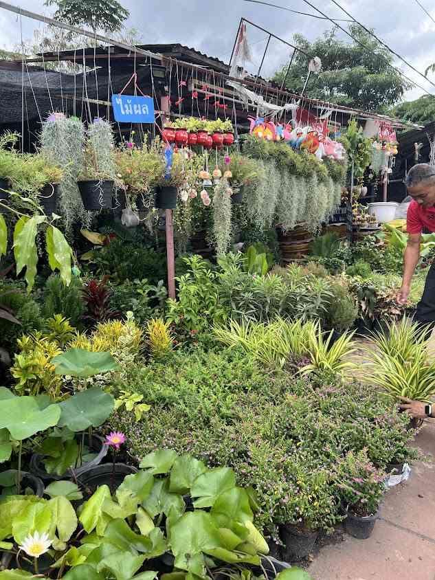 โซนร้านขายต้นไม้หนองขอน - 4