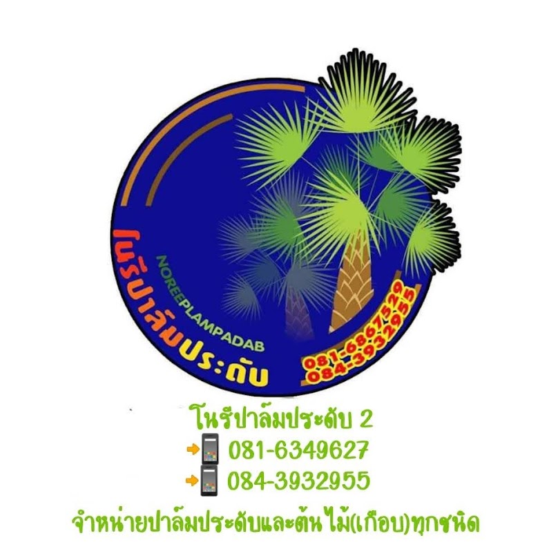 โนรีปาล์มประดับ สาขา2 - 2