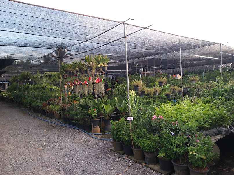โพธิ์ใหญ่พันธุ์ไม้ บ้านลาด เพชรบุรี