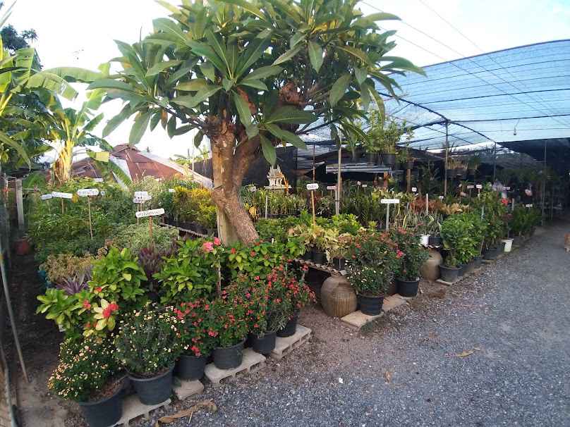 โพธิ์ใหญ่พันธุ์ไม้ บ้านลาด เพชรบุรี - 2