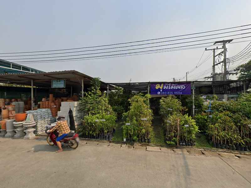 โฮมชมภู กระถางดินเผา - 4