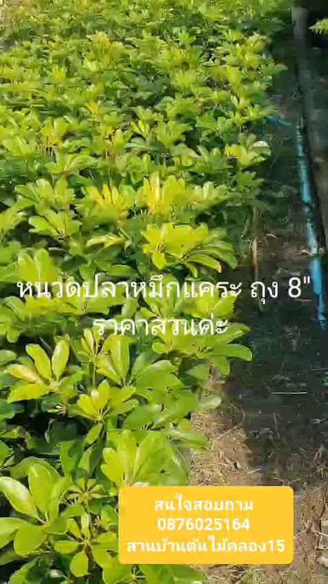 ไทรเกาหลี สวนบ้านต้นไม้คลอง15 #ต้นไทรเกาหลี - 3
