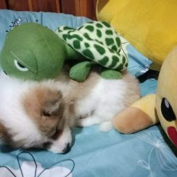 ไมก้าโฮม - 4