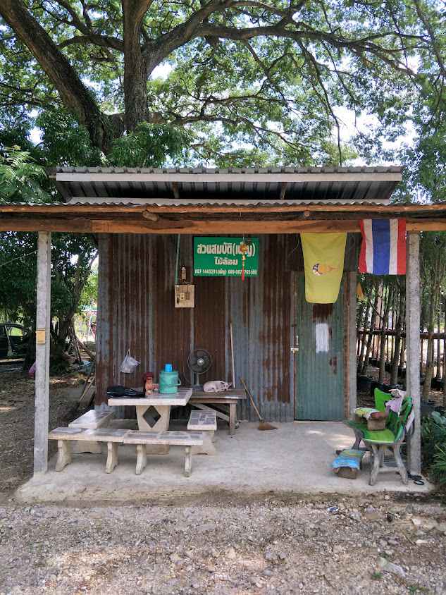ไม้ขุดล้อม ต้นไม้ใหญ่ สวนบุญยืนพันธุ์ไม้ - 3