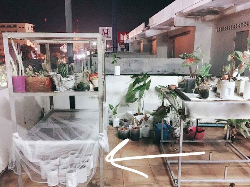 ไม้ดอกไม้ประดับ - 3