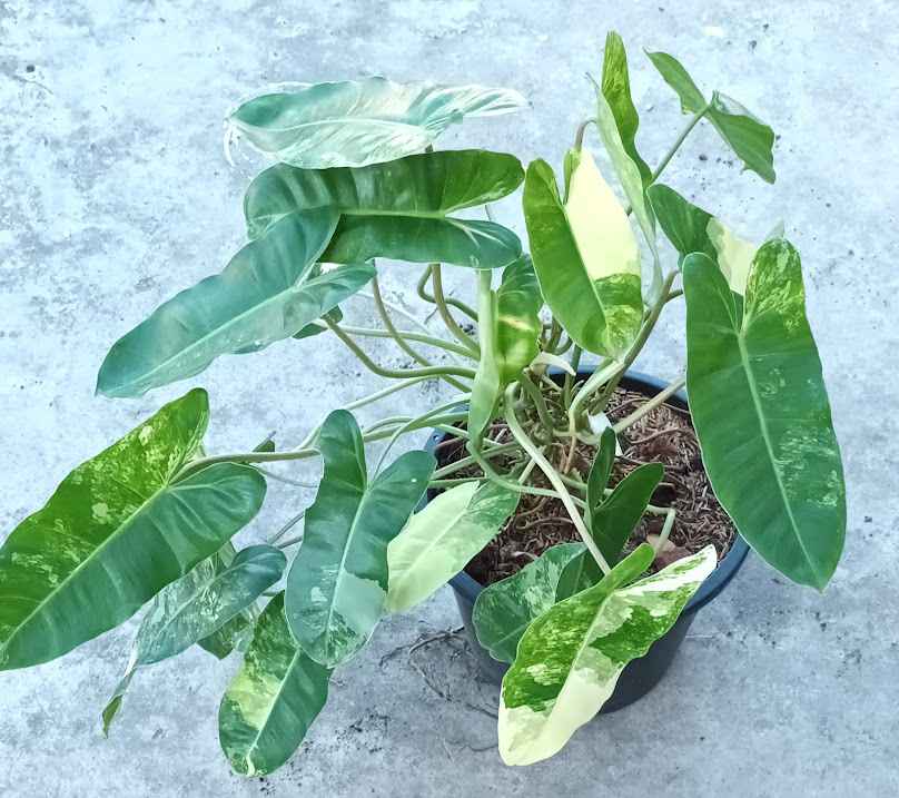 ไม้ด่างสวนคุณสัญญา