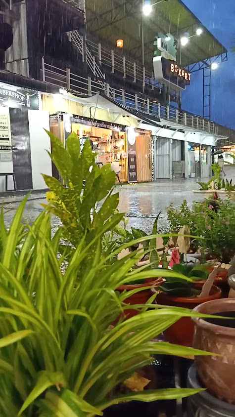 ไม้มงคลตลาดต้นตาล ซ.7 - 3