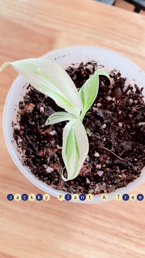 ไม้มงคลโชคลาภไม้ด่างJackPlant(ไม้ด่างริมน้ำ) - 3