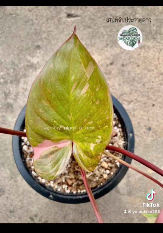 ไม้มงคลโชคลาภไม้ด่างJackPlant(ไม้ด่างริมน้ำ) - 4