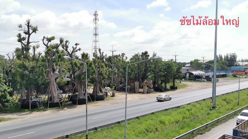 ไม้ล้อมนครปฐม ชัชไม้ล้อมใหญ่