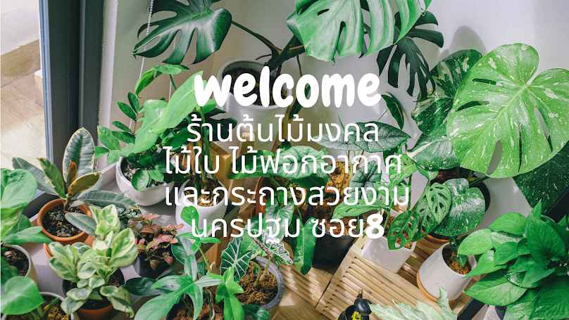 ไม้ล้อมนครปฐม ชัชไม้ล้อมใหญ่ - 4