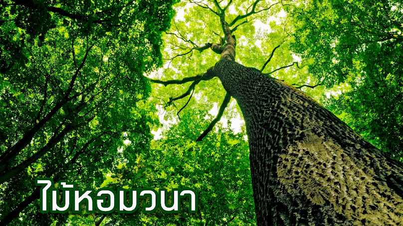 ไม้ล้อมไม้หอมวนา