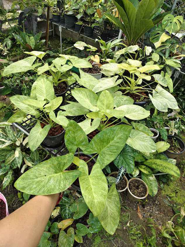 125 plants จำหน่ายไม้ด่าง ไม้สะสม ไม้ฟอกอากาศ - 2