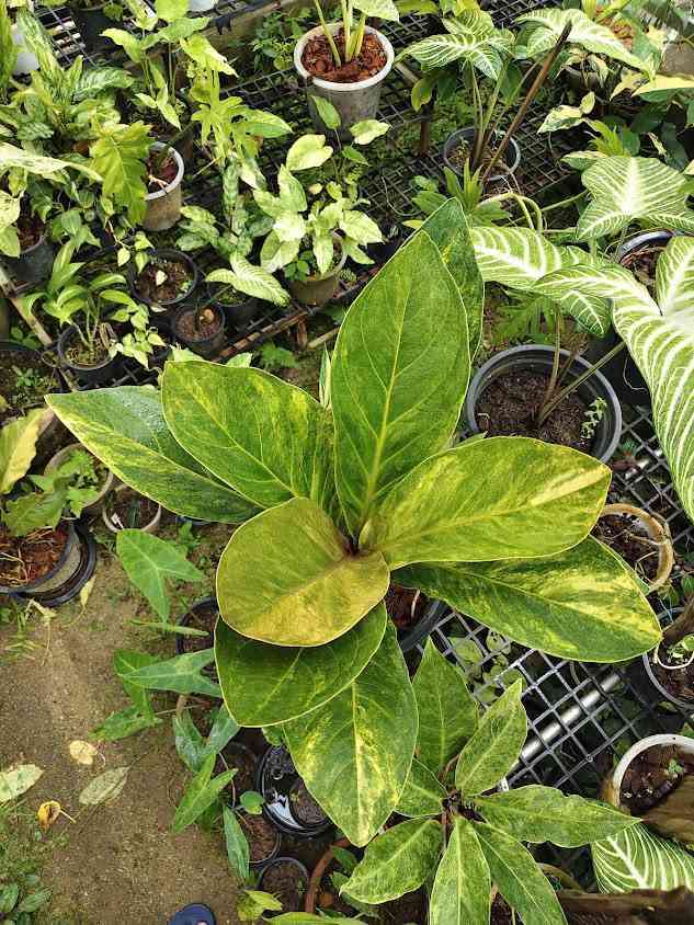 125 plants จำหน่ายไม้ด่าง ไม้สะสม ไม้ฟอกอากาศ - 3
