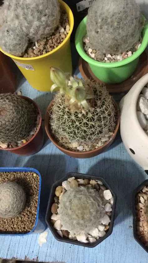 Atcha Little Cactus หนามจิ๋ว ตลาดนัดวันศุกร์ - 2