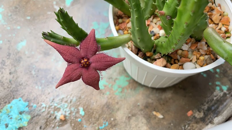 Atcha Little Cactus หนามจิ๋ว ตลาดนัดวันศุกร์ - 3