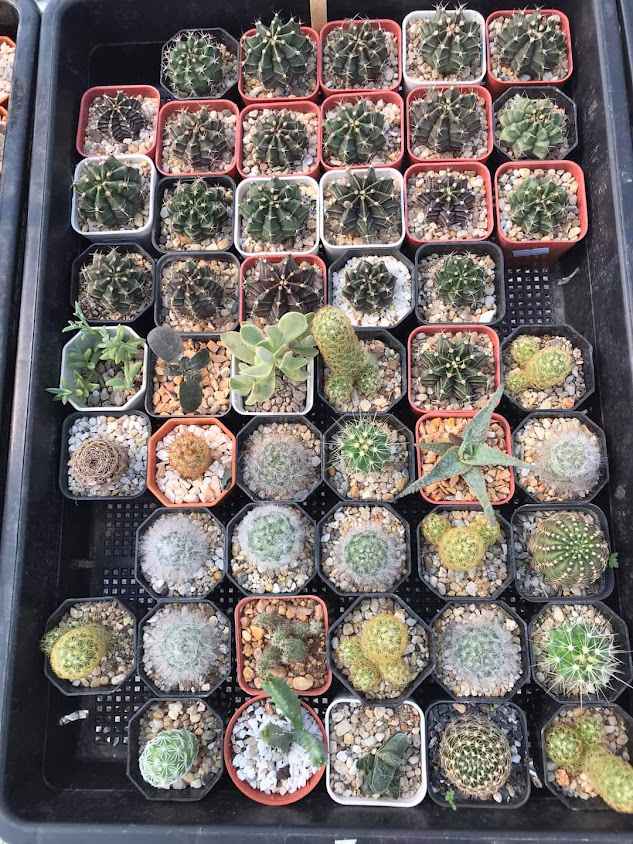 Boku garden @เมืองต้นไม้อุตรดิตถ์
