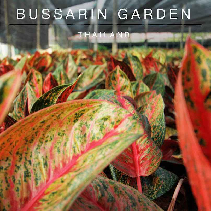 Bussarin Garden
