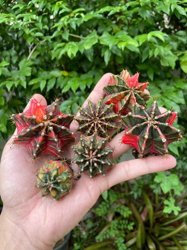 Cactie Garden