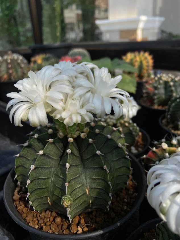 Cactie Garden - 2