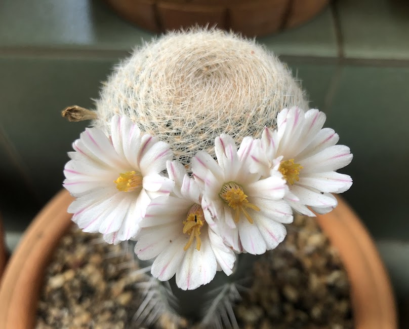 Cactie Garden - 3