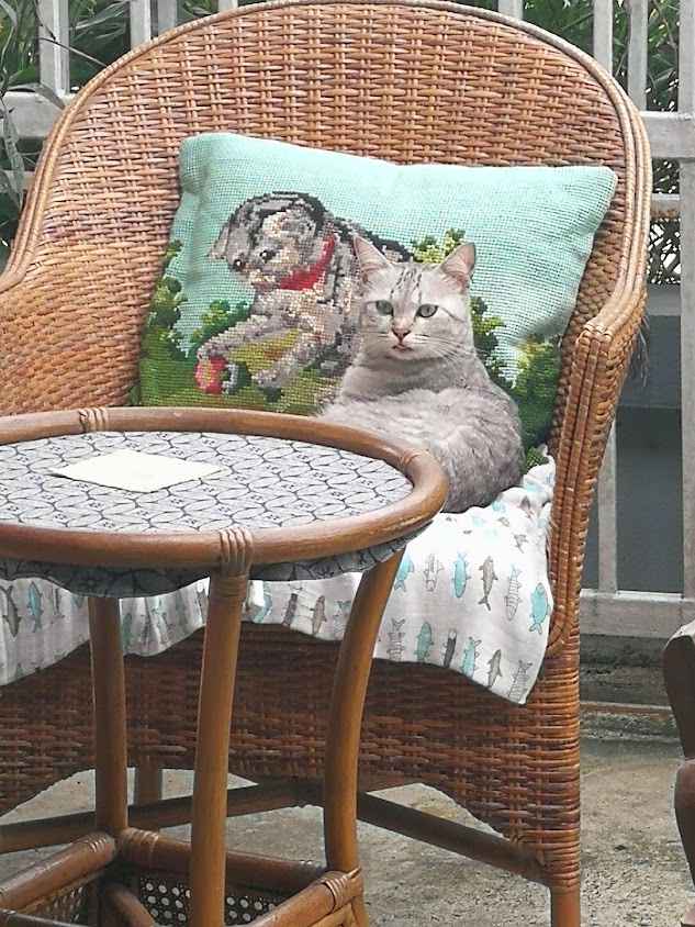 Cat Bar 2020