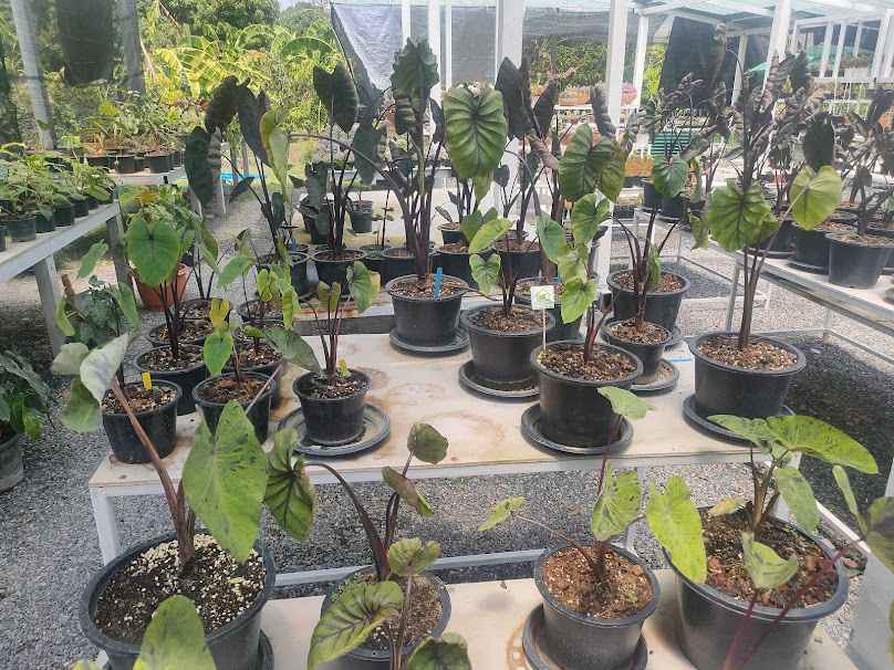 Cube Garden Thailand